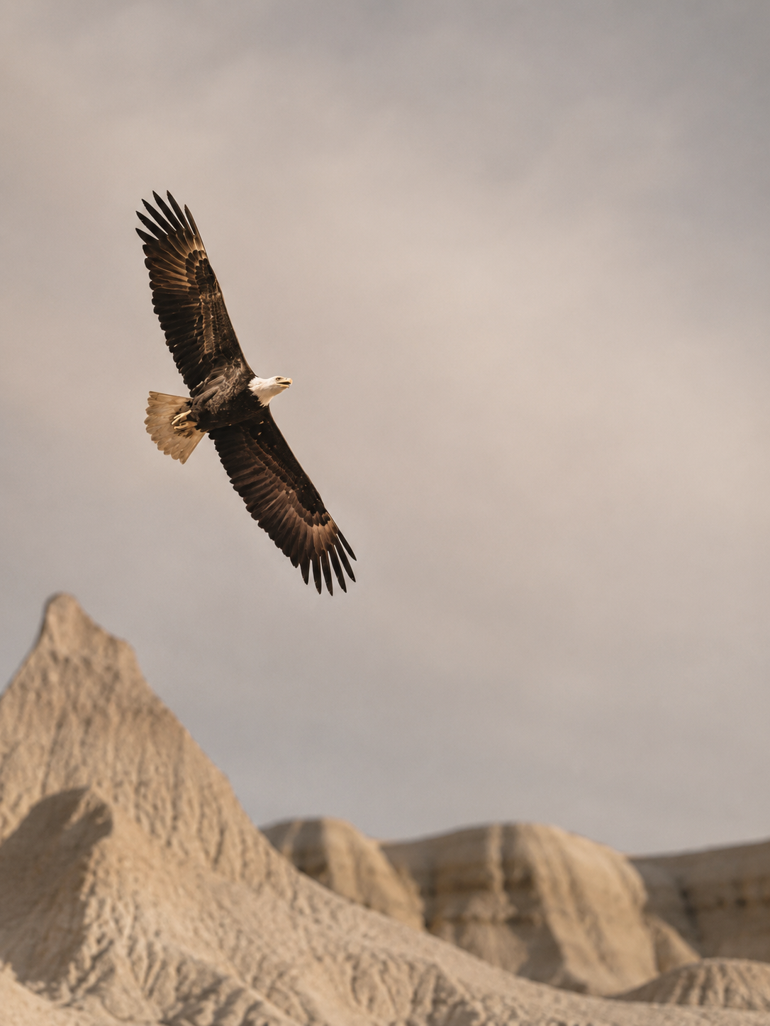 Eagle as Animal Totem: What is the Spiritual Meaning of the Eagle?