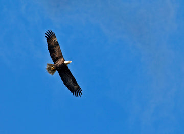 Eagle as Animal Totem: What is the Spiritual Meaning of the Eagle?