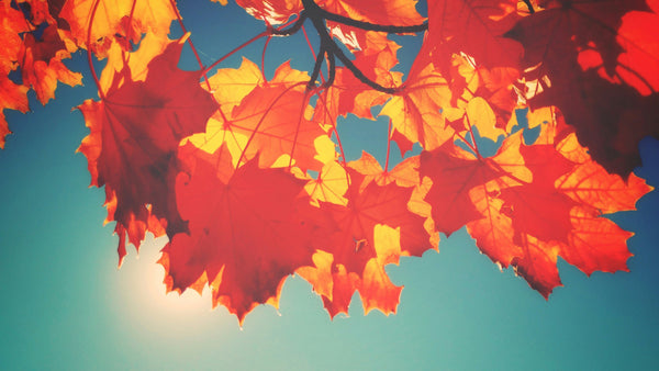 The Harvest: The Spirit of Autumn