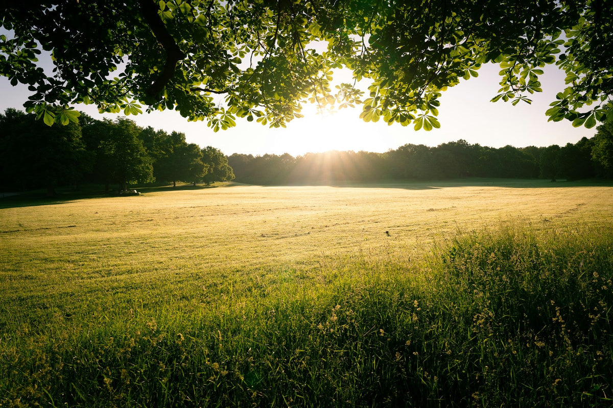 The Radiance: The Spirit of Summer